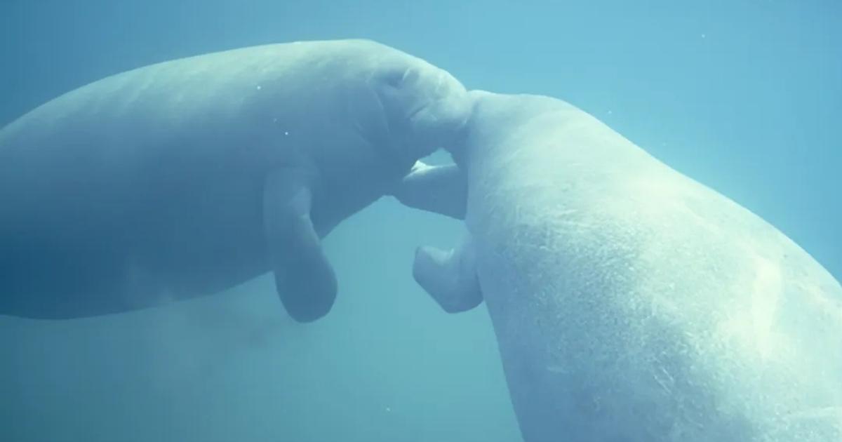 Two manatees
